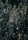 Web at Mohaka