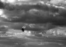 Fantail in a black sky