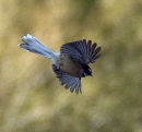 Fantail in flight