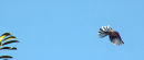 Insect hunter 1268