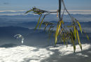 Flax & Spoonbill over Kaikoura 