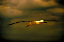 Gannet at Cape Kidnappers