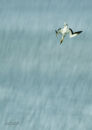 Gannet dive 0281
