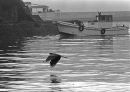 Scavenger in fishing village