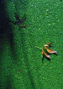 Maple and shadow on waterweed, 