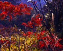 Autumn colours, Mt Rokko, Kobe