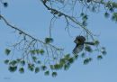 Pine & fantail