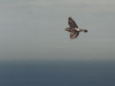 Cliff-dweller photographed from clifftop