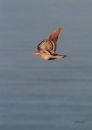 Rock Pigeon 1