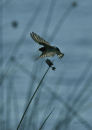 swallow 0087