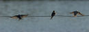 Wired swallows 0385
