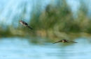 Swallows on Lake Horowhenua 0063v2