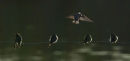 Wired swallows 0402