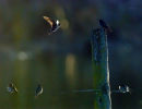 swallows on Lake Horowhenua 0432