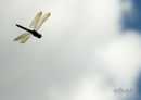 Dragonfly in flight