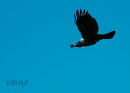 Tui at Papaitonga Wetland Reserve