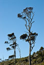 Constant strong westerly wind shapes the land and the vegetation 