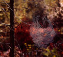 Spider web on Pine tree