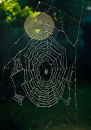 Web at Burn St 0973