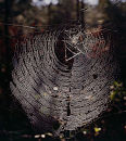 Web + spider