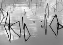 early morning pond and winter lotus Black & White