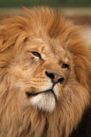 WHF Event / Photographers on Safari