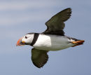 Photographers on Safari/Inner Farne Island