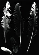 Racing Pigeon Feathers.1.