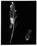 Racing Pigeon Feathers.