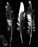 Racing Pigeon Feathers.