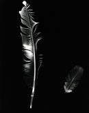 Racing Pigeon Feathers.