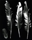 Racing Pigeon Feathers. Photogram.