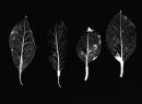 4 Leaves.