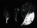 3 Leaves. Photogram.