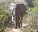 African Bull Elephant