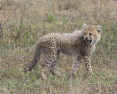 Cheetah Cub
