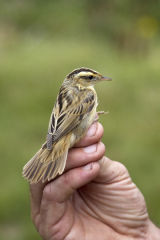 Aquatic Warbler
