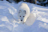 Arctic Fox