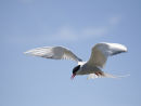 Arctic Tern hovering