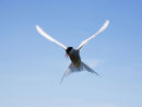 Arctic Tern