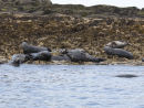 Atlantic Grey Seals on the rocks