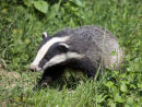 Badger cub (controlled conditions)