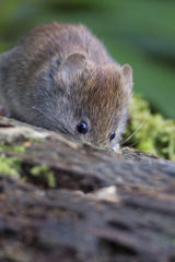 Timid bank vole