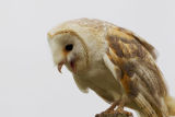 Barn Owl screeching