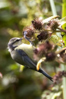 Blue Tit on berries