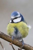 Blue Tit