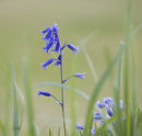 Bluebell