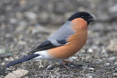 Bullfinch