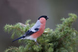 Bullfinch -male