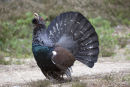 Capercaillie